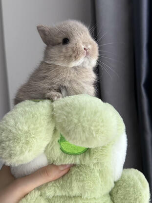 check this bunny i stole from internet